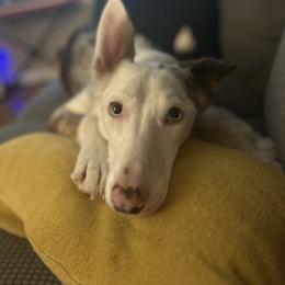 American Corgi and Border Collie Puppies from Duncan's Border Collies and Corgis