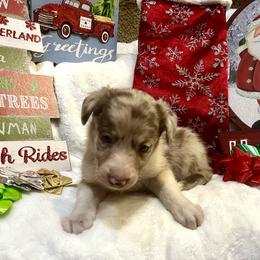 Border Collie and Jack Russell Terrier Puppies from CP FARMS BORDER COLLIES N JACKS CORP