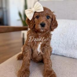 Ahsoka - Red  female Goldendoodle puppy in Gilbert, Arizona from Doodle Bliss