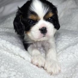 Cavalier King Charles Spaniel Puppies from Graceful Acres