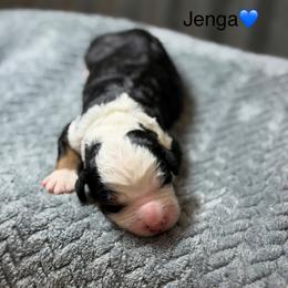 Jenga - Tri-color male Bernedoodle puppy in El Campo, Texas from Little Fur Friends Bernedoodles