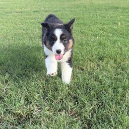 Sierra - Black tri female Miniature Australian Shepherd puppy in Weatherford, Texas from F & T Aussies