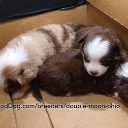 Australian Shepherd, Miniature American Shepherd, Miniature Australian Shepherd, and Toy Australian Shepherd Puppies from Double Moon