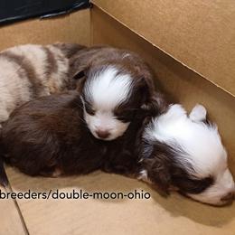 Australian Shepherd, Miniature American Shepherd, Miniature Australian Shepherd, and Toy Australian Shepherd Puppies from Double Moon
