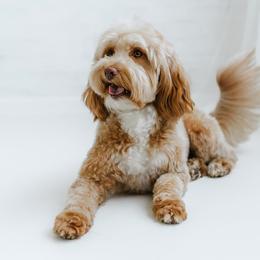 Hart - Goldendoodle