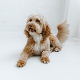 Hart - Goldendoodle