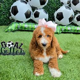 Apple's Light Pink Girl - Red  female Goldendoodle puppy in Kountze, Texas from Texas Doodles LLC