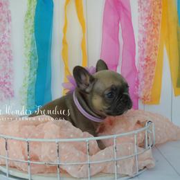 Miranda Bailey - Blue fawn female French Bulldog puppy in Loxahatchee, Florida from Blue Wonder Frenchies