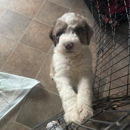 Aussiedoodle, Australian Shepherd, and Poodle Puppies from Love my doodles/ Aussiedoodle love
