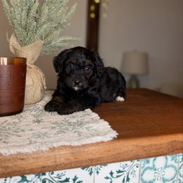 Bell - Black tri-color female Aussiedoodle puppy in Sweetwater, Florida from Sandy Snout Doodles