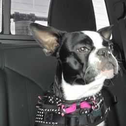 Boston Terriers from Leanna Medinger-Sandquist