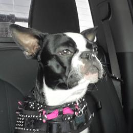 Boston Terriers from Leanna Medinger-Sandquist