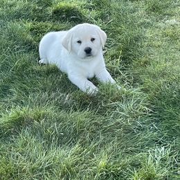 Boy 4 - Yellow Labrador Retriever puppy in Beavercreek, Oregon from Sweetwater Spring Labradors