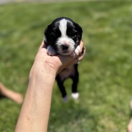 Miniature American Shepherd Puppies from Moonlight Trail Aussies