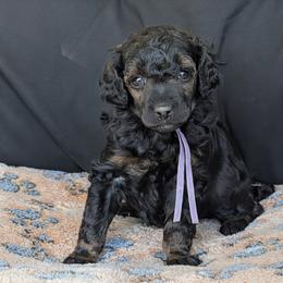 Purple Girl - Sable female Poodle puppy in Hillsboro, Illinois from Sarah's Poodles