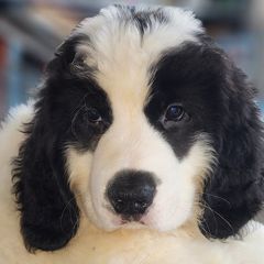 Landseer (European Continental Type)s from Levanah Farm
