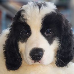 Landseer (European Continental Type)s from Levanah Farm