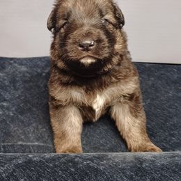 Shiloh Shepherd Puppies from Orchard Hills Shilohs