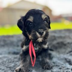 Texas1 (Red) - male Golden Mountain Doodle puppy in Twin Falls, Idaho from Magic Valley Family Doodles