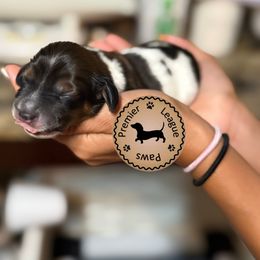 Dachshund Puppies from Premier League Paws