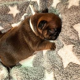 Milkman Red Fawn male from OFA'd partners - Fawn and white male French Bulldog puppy in Billings, Montana from Montana Made Frenchies
