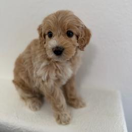 Cedar - Apricot male Goldendoodle puppy in Redmond, Oregon from Bourbon and Lace Doodles