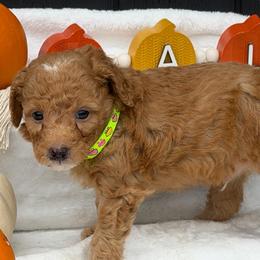 Light green mushrooms - Red  male Goldendoodle puppy in Rush, New York from Care Bear Puppies