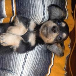 John - Black and cream male Dachshund puppy in Bigfork, Minnesota from Long Ears and Long Dogs Ranch
