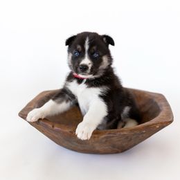 Siberian Husky Puppies from Hargaden Huskies