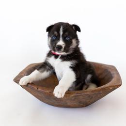 Siberian Husky Puppies from Hargaden Huskies