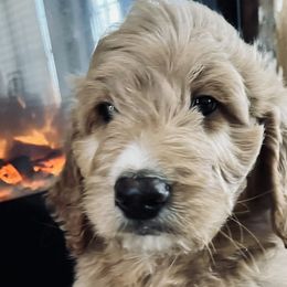 Goldendoodles and Poodles from Circle T Ranch Doodles