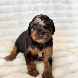 Aussiedoodle, Companion Cross, Poodle, and Yorkipoo Puppies from Teakwoodpoodleofsocal