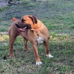 Holly - Red female Boerboel puppy in Florida from CLAD Guard Boerboels