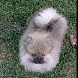 Hudson - Cream sable parti male Pomeranian puppy in Scio, Oregon from Mac Daddy Poms