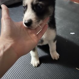 Odin - Black and white Siberian Husky puppy in East Wareham, Massachusetts from New England Huskies