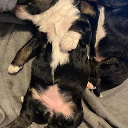 Bernedoodle and Bernese Mountain Dog Puppies from Bernese Home