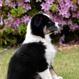 Australian Shepherd Puppies from Indigo Grove Aussies