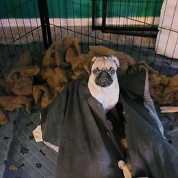 Tayba - Pug
