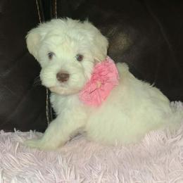 Greta - Wheaten female Miniature Schnauzer puppy in Graham, Washington from Kristy's French Bulldogs & Mini Schnauzers