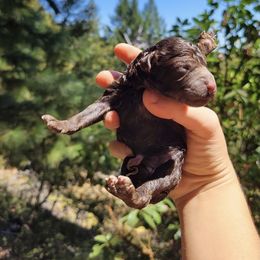 Bernedoodle, Cavapoo, and Goldendoodle Puppies from Doodle Amore