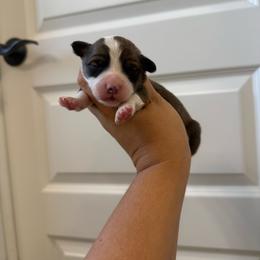 Bell - White and red female Pembroke Welsh Corgi puppy in Red Bluff, California from Wilder Ranch Corgis