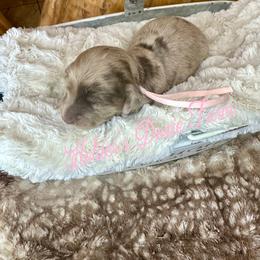 Aurora - Dapple female Dachshund puppy in Atwood, Oklahoma from Holder’s Doxie Farm