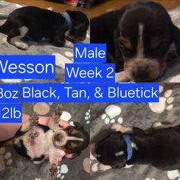 Wesson Blue Male - Black tan and bluetick male Beagle puppy in Bemidji, Minnesota from Nse Farms Beagles