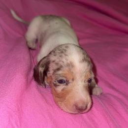 Dapple pie female - Dapple female Dachshund puppy in Woodward, Oklahoma from Wiener Dreams Dachshunds