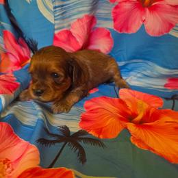 German Chocolate Cake - Brown male Cavapoo puppy in Lewisburg, Pennsylvania from Jessie's Puppies