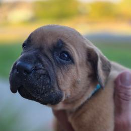Teal Collar - Fawn female Cane Corso puppy in Granbury, Texas from La Muerte Corso Kennel