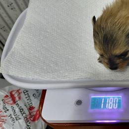 Girl 1 - Beaver sable female Pomeranian puppy in Linwood, North Carolina from My Tiny Paws