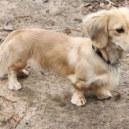 Theo - Dachshund