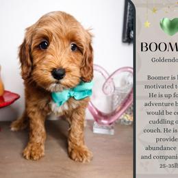 Boomer - Red  male Goldendoodle puppy in Hilton, New York from The House of Goldendoodle
