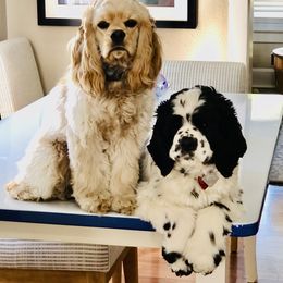Cockapoo Puppies from Lulu's Cockapoos